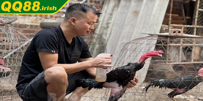 Chế độ dinh dưỡng là yếu tố sống còn để gà chọi khỏe mạnh