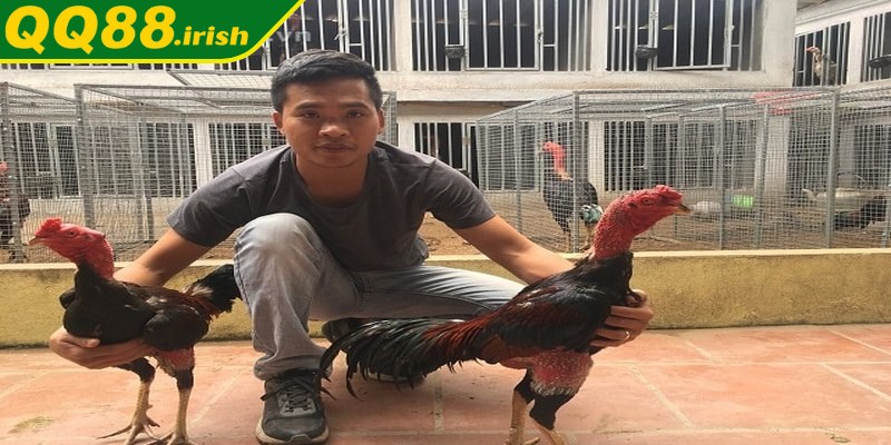 Sức khỏe của gà chọi cần được theo dõi thường xuyên để phòng tránh các bệnh