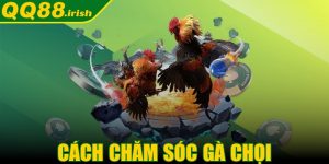 Cách chăm sóc gà chọi - Cách nâng cao giá trị gà