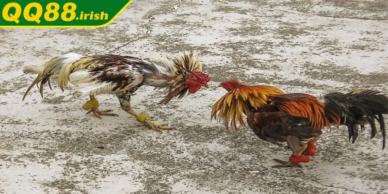 Luật chơi cơ bản trong đá gà Campuchia điều mọi người tham gia cần biết
