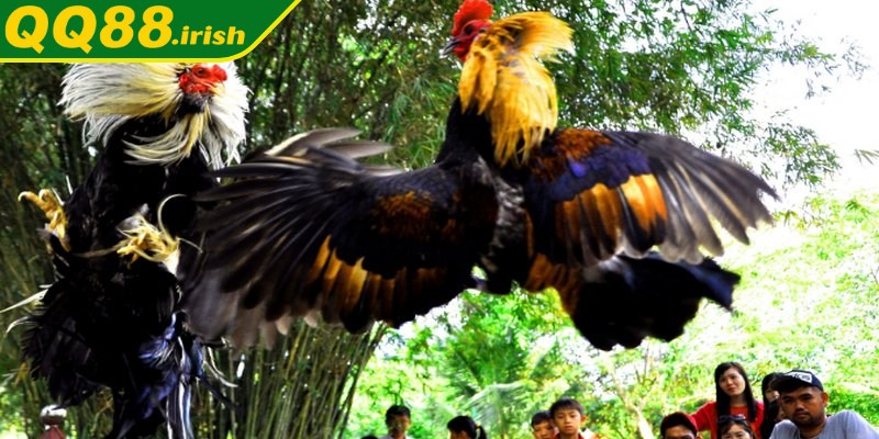 Phương pháp chơi chọi gà casino hiệu quả không phải ai cũng biết