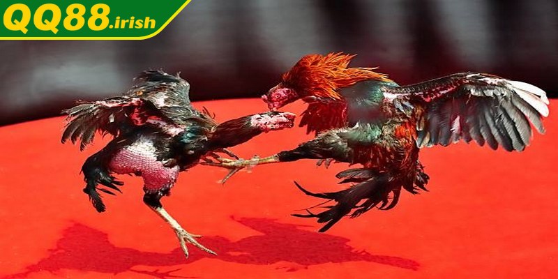 Giải đấu đá gà chọi C1 sự khẳng định vị thế của những chiến kê xuất chúng