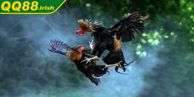 Những lợi thế khi tham gia đá gà chọi C1 trên nền tảng trực tuyến
