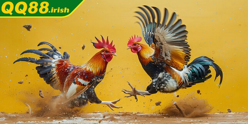 Những lưu ý quan trọng khi đưa chiến kê tham gia đá gà C1