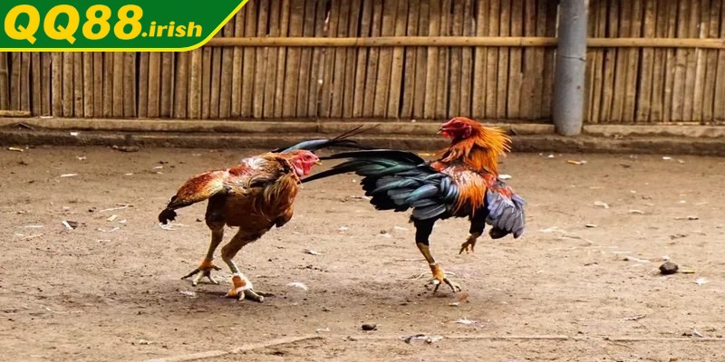 Ưu thế vượt trội của đá gà chọi C3