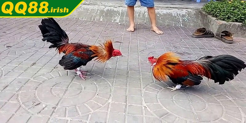 Luật chơi đá gà trực tuyến C3 minh bạch, dễ hiểu