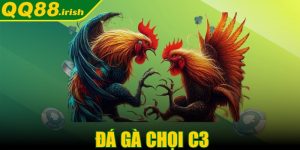 Đá gà chọi C3 - Hình thức giải trí quen thuộc ở châu Á