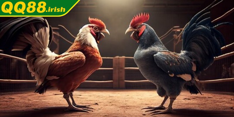 Đá gà trực tiếp bình luận viên Thomo tại QQ88 là một phiên bản hiện đại