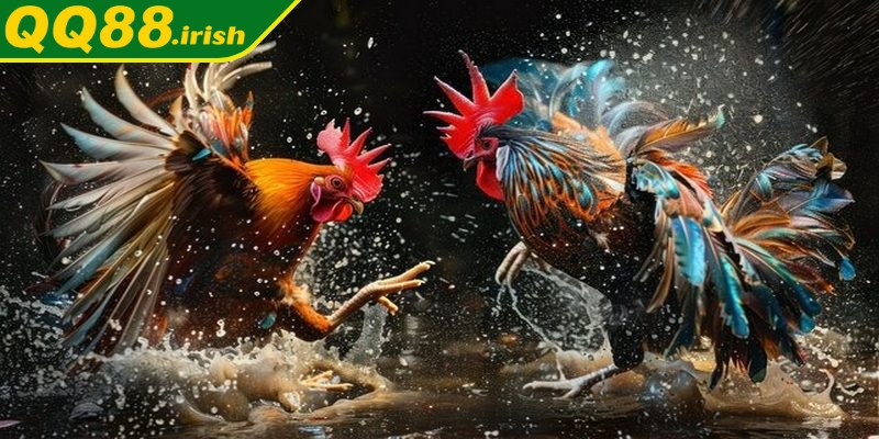 Tại sao bình luận Thomo tại QQ88 lại được nhiều người ưa chuộng?