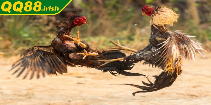 Lời khuyên khi vào QQ88 đá gà trực tiếp bình luận viên Thomo