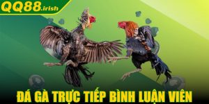 Đá gà trực tiếp bình luận viên - Thả ga nói chuyện mọi lúc